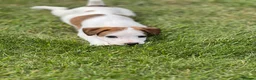 Jack Russell dogs for sale: Jack Russel pup - Advert 5