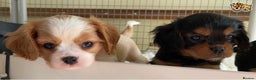 Cavalier King Charles Spaniel dogs for stud: proven fully DNA tested kc cavalier boy in Robertsbridge - Advert 8