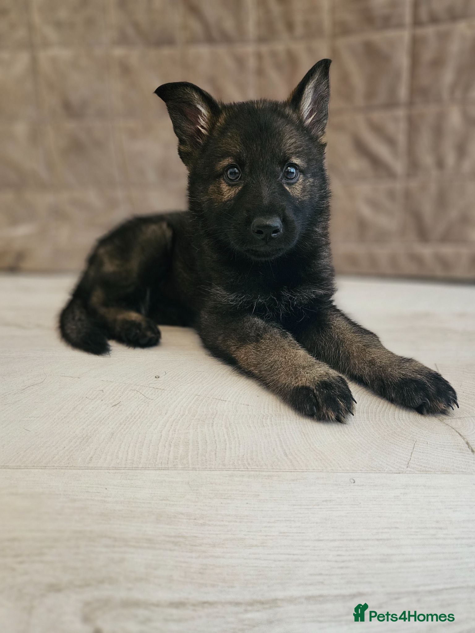 German Shepherd dogs Outstanding Pedigree German Shepherd Puppies - Advert 1
