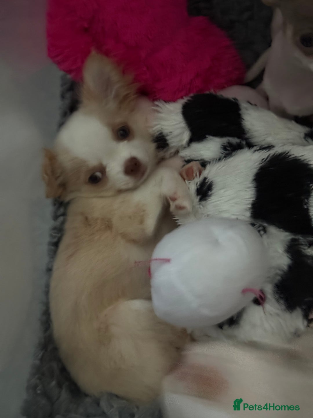 Chihuahua dogs for sale: Exquisite KC Apple Chihuahua Puppies - 1 left  - Image 5