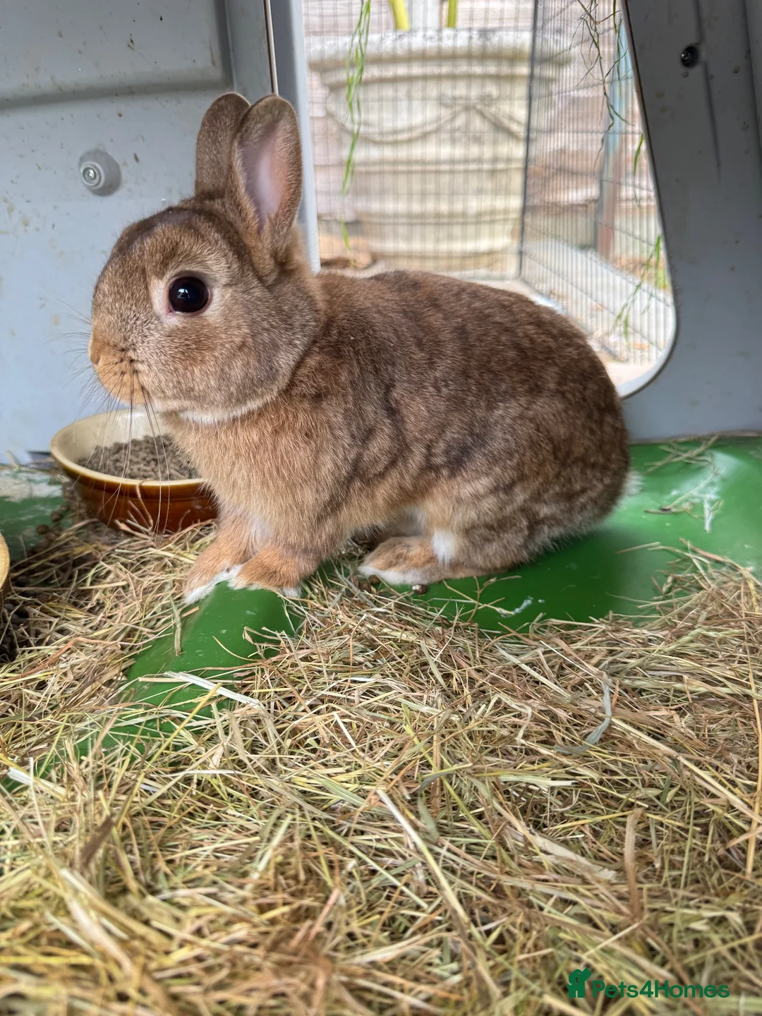 Netherland Dwarf rabbits for sale: Rabbits  - Advert 1