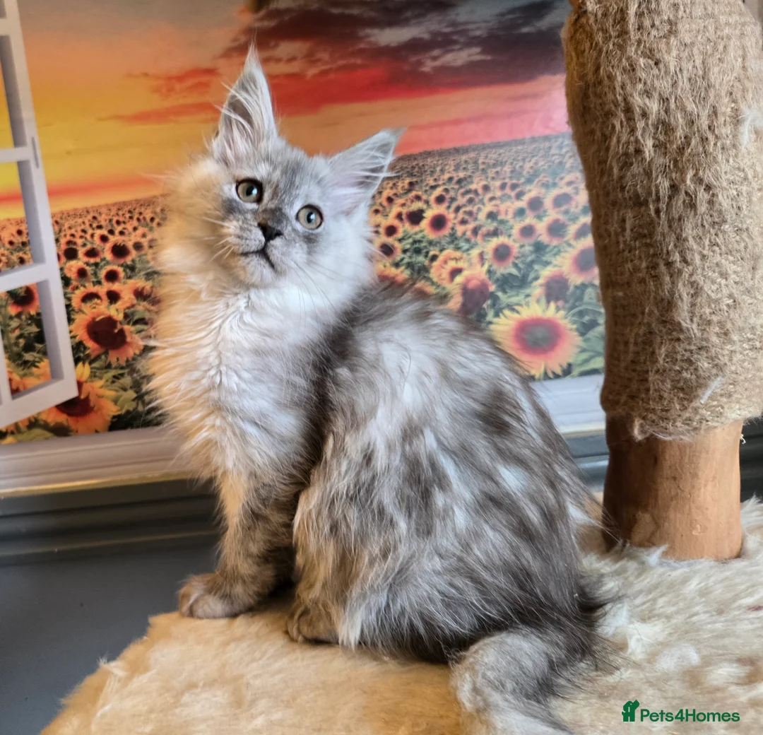 Maine Coon cats for sale: Stunning GCCF Maine Coon kittens - Advert 3