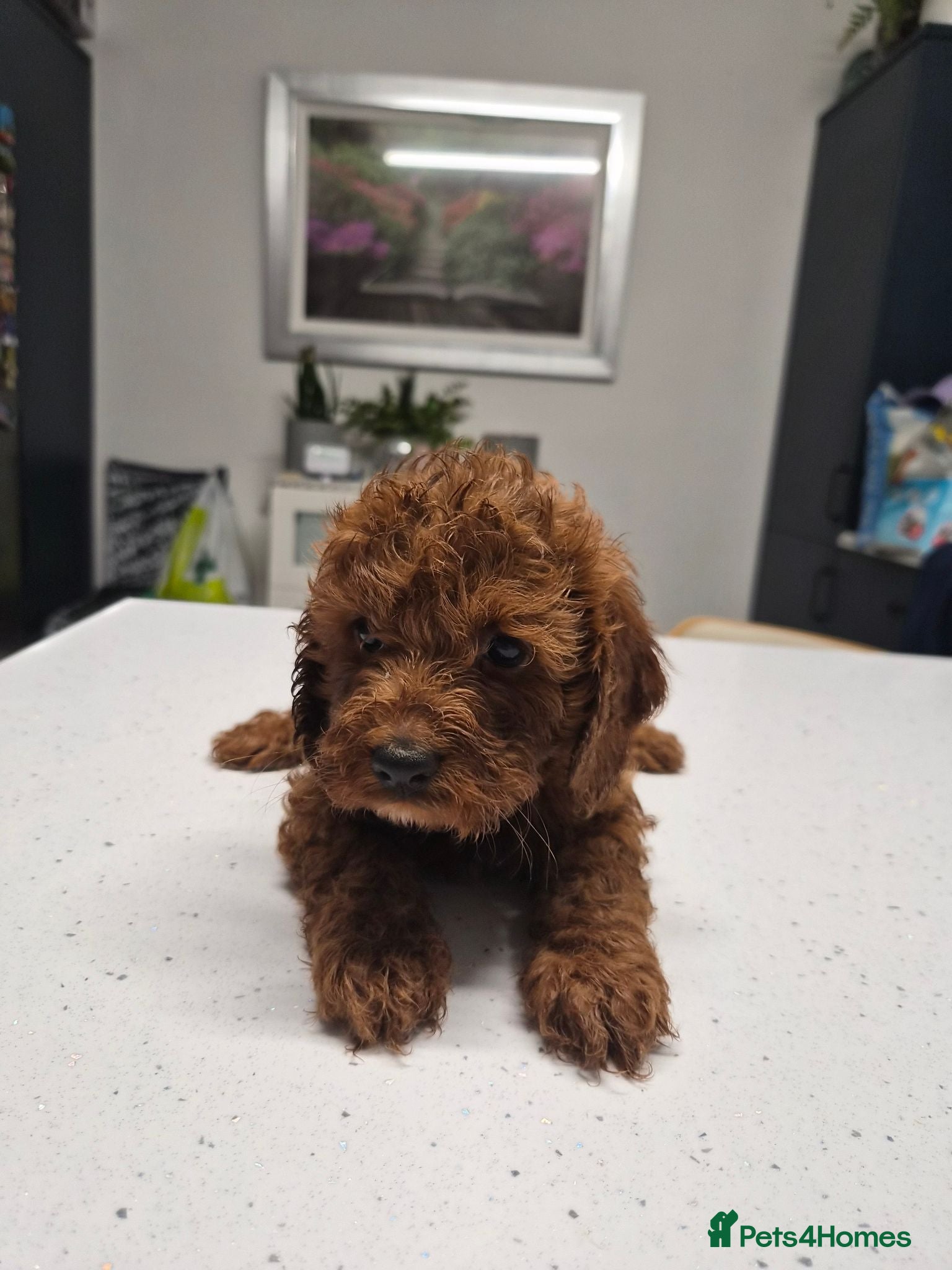Cavapoo dogs Cavapoo - Advert 2