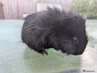 Guinea Pig rodents Black self boar guinea pig boy - Advert 3