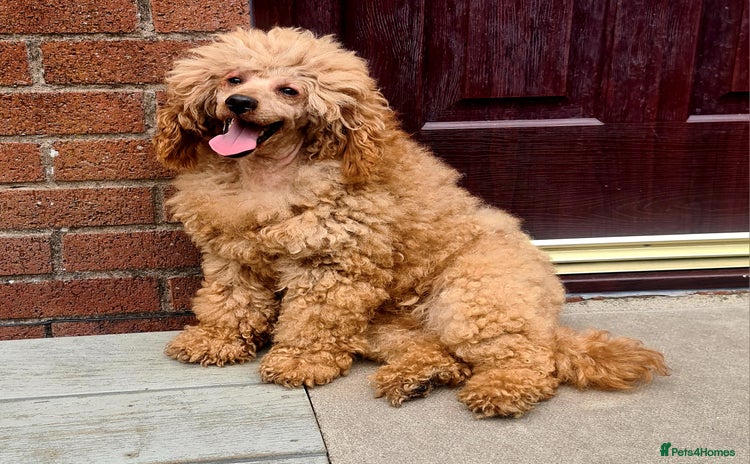 Miniature Poodle dogs in Blackburn - Advert 12