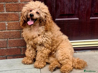 Miniature Poodle dogs in Blackburn - Advert 19