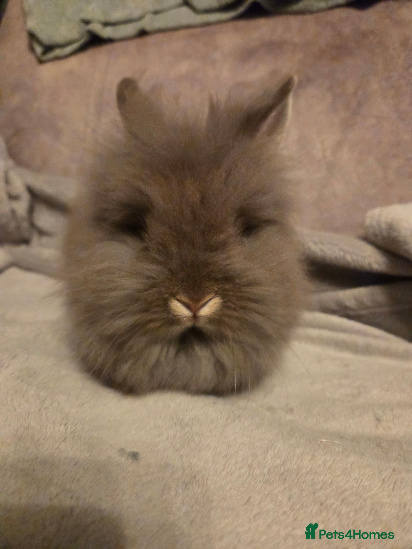 Lionhead rabbits Last choc otter double maine lion head baby left - Advert 1
