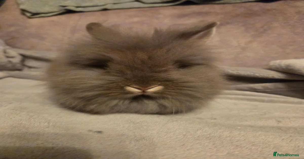 Fluffy bunnies Pets & Animals for sale | Pets4Homes