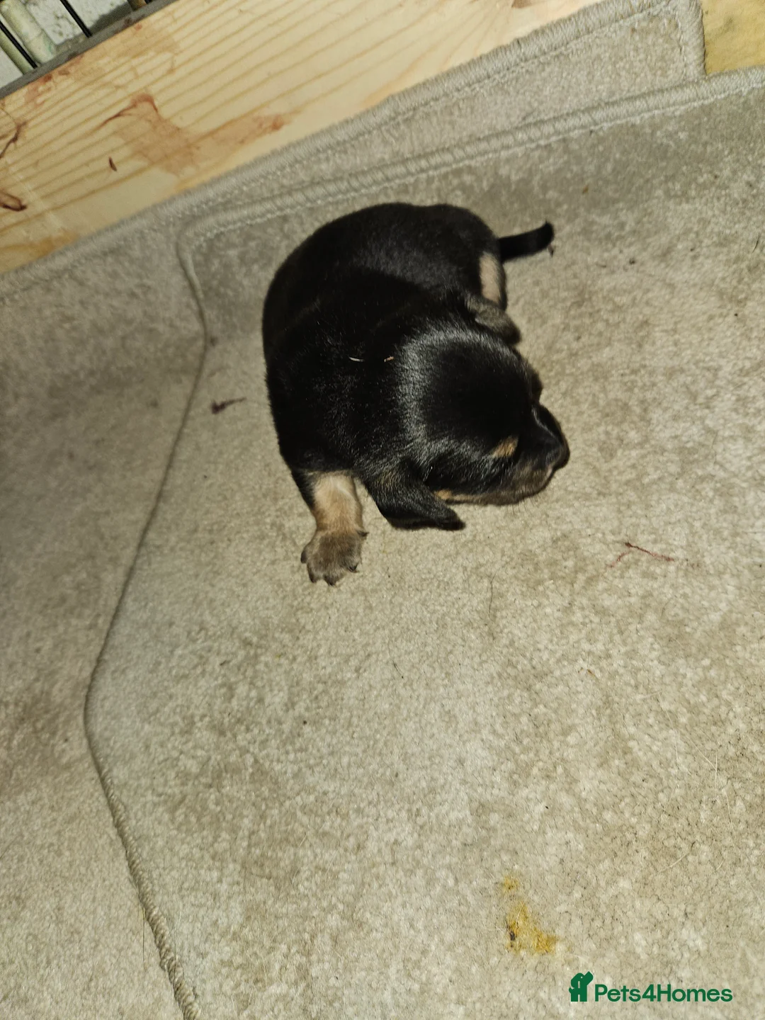 Jack Russell dogs for sale: Jack russle puppies  - Advert 29