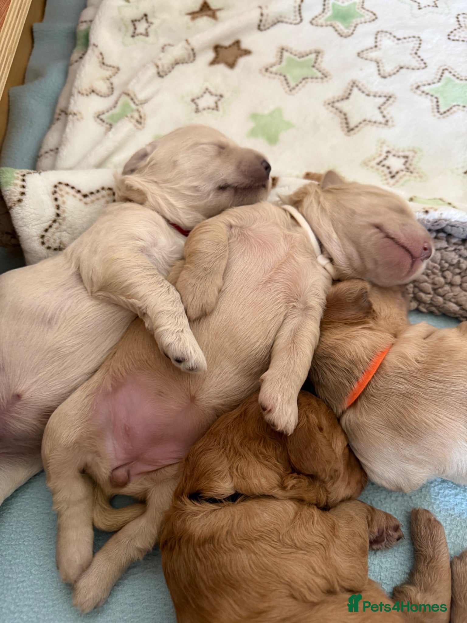 Mixed Breed dogs Multigeneration Cream/Apricot Double Doodles  - Advert 1