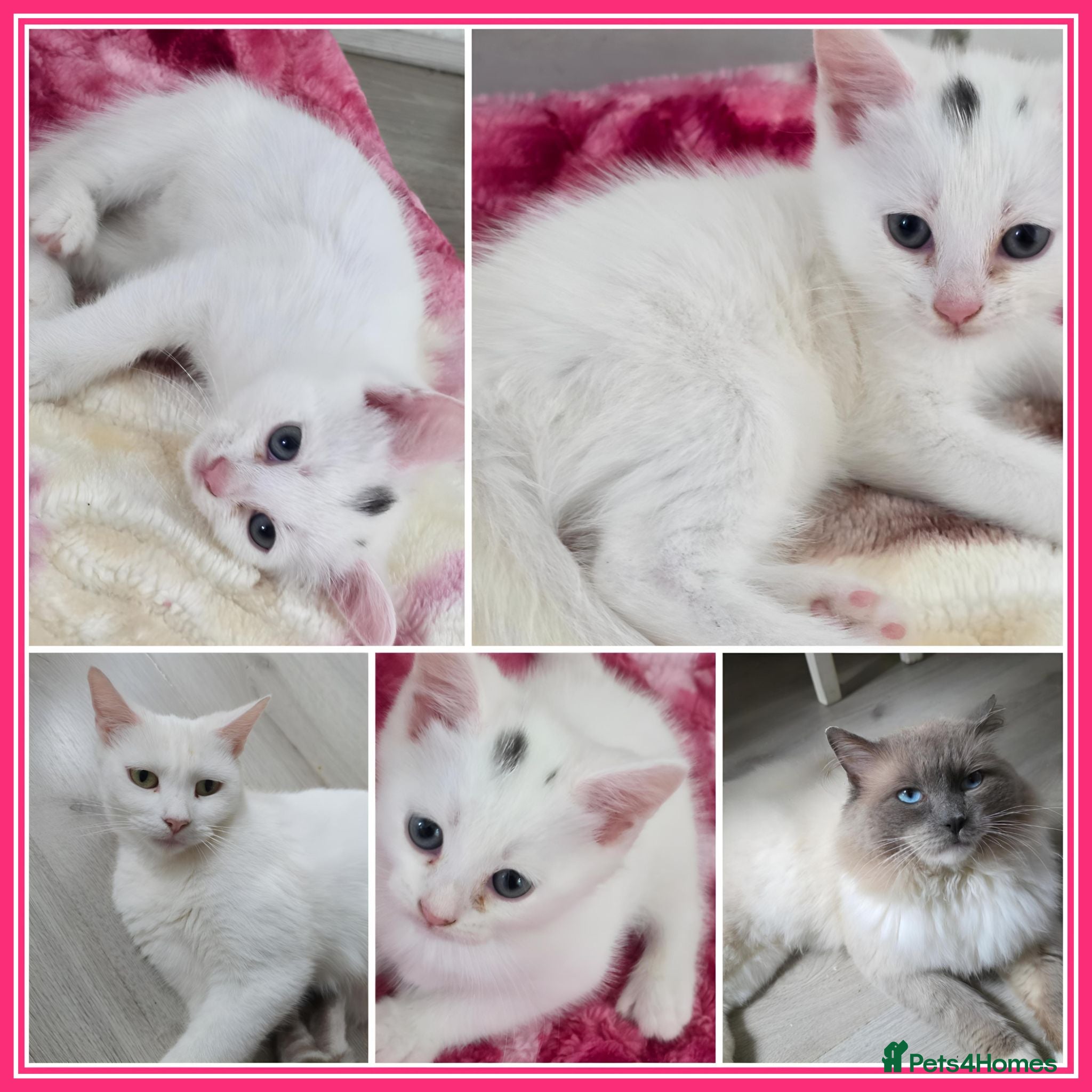 Mixed Breed cats Kittens Ragdoll x domestic,Pickup on September 8😻 - Advert 15