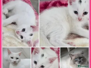 Mixed Breed cats Kittens Ragdoll x domestic,Pickup on September 8😻 - Advert 15