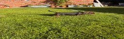 Dachshund dogs for sale: Teckel Arthur  - Advert 3