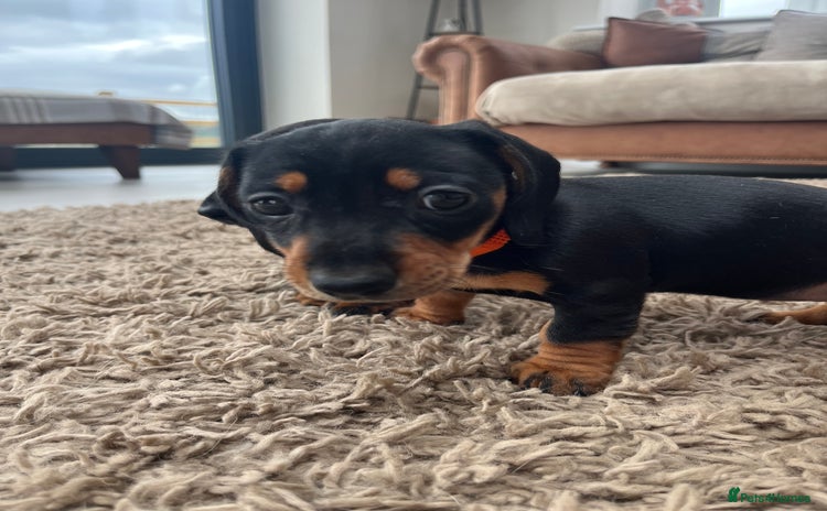 Miniature Dachshund dogs - Advert 2