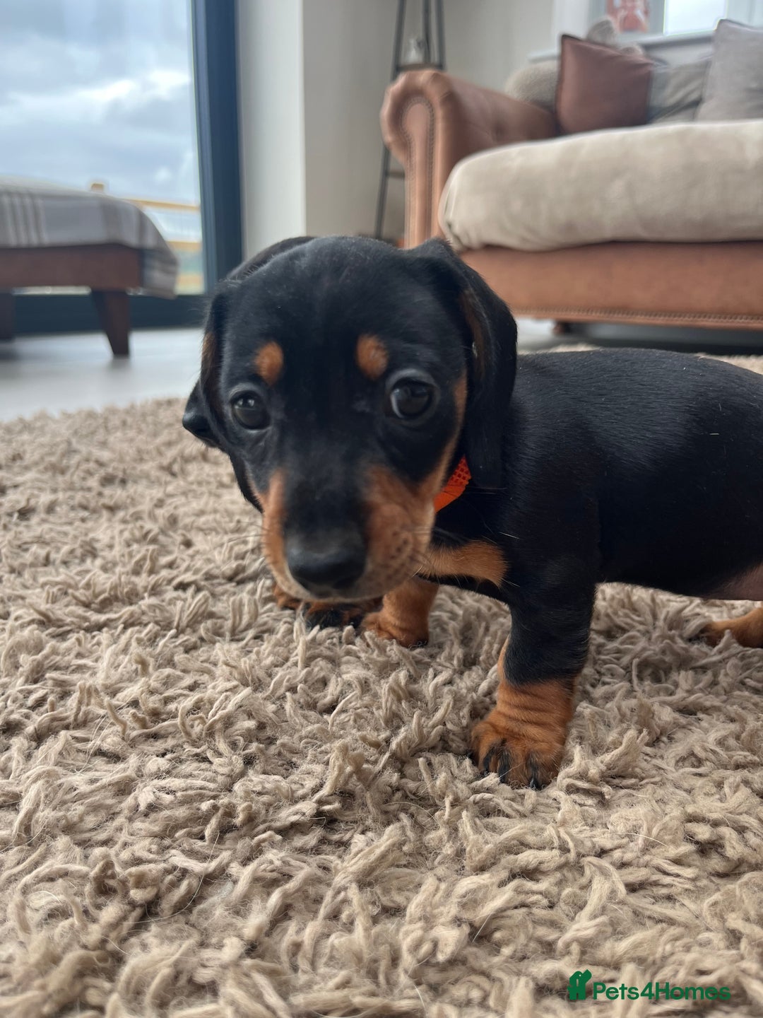 Miniature Dachshund dogs for sale: One beautiful Beautiful girl left  💜🐶  - Image 1