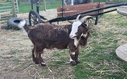 Goats livestock for sale: Small goat herd - Image 11