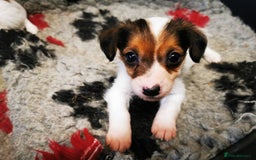 Mixed Breed dogs for sale: 2 Jack Russell cross puppies for sale - Advert 9