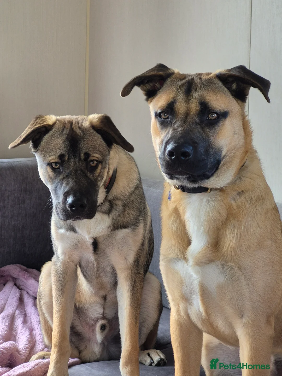 Mixed Breed dogs for sale: Bullmastiff x husky in Clacton-on-Sea - Advert 1