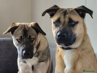 Mixed Breed dogs Bullmastiff x husky in Clacton-on-Sea - Advert 2