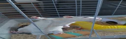 Rat rodents for sale: 2 male rats in Thetford - Advert 16