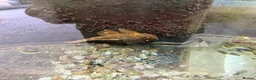 Other/Mixed Breed fish for sale: Tropical Fish Tank & Fish - Advert 3