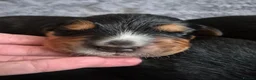 Golden Mountain Dog dogs for sale: Beautiful puppies looking for their forever homes - Advert 9