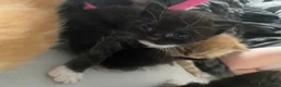 Domestic Shorthair cats for sale: Beautiful kittens for sale in Leicester - Advert 3