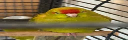 Budgerigars birds for sale: Kakarikis tame baby’s and Adults - Advert 5