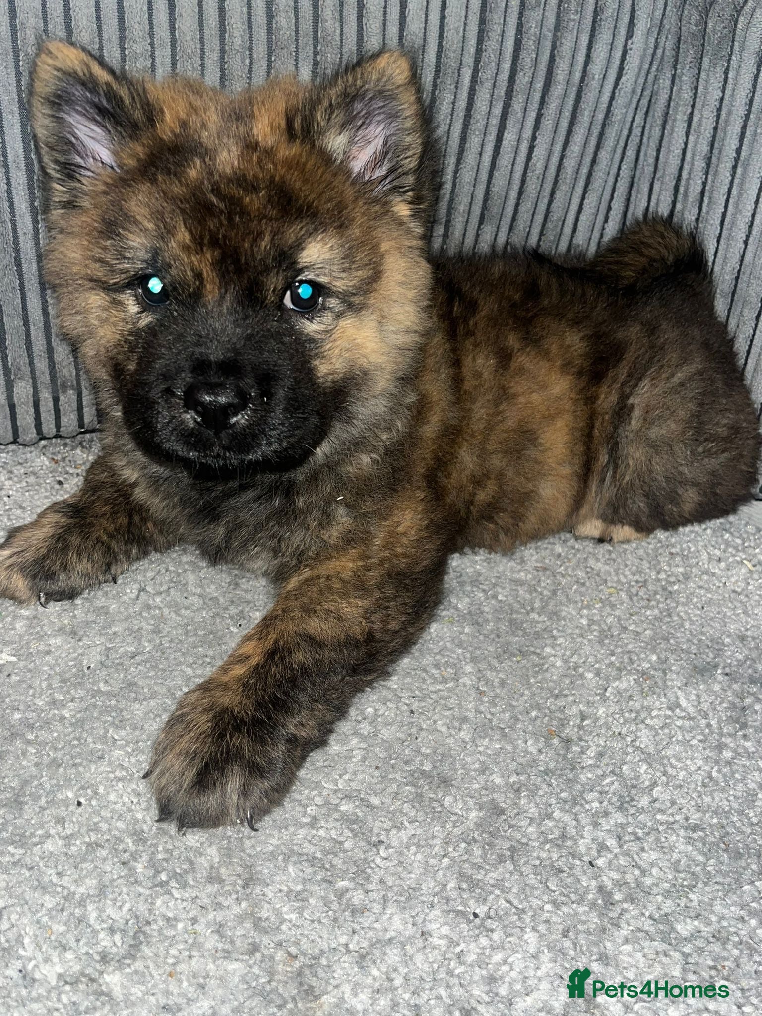 Mixed Breed dogs Chow Cross French Bulldog Puppies - Advert 2
