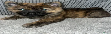 Mixed Breed 2