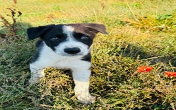 Border Collie dogs for sale: Gorgeous KC reg border collie pups  - Image 6