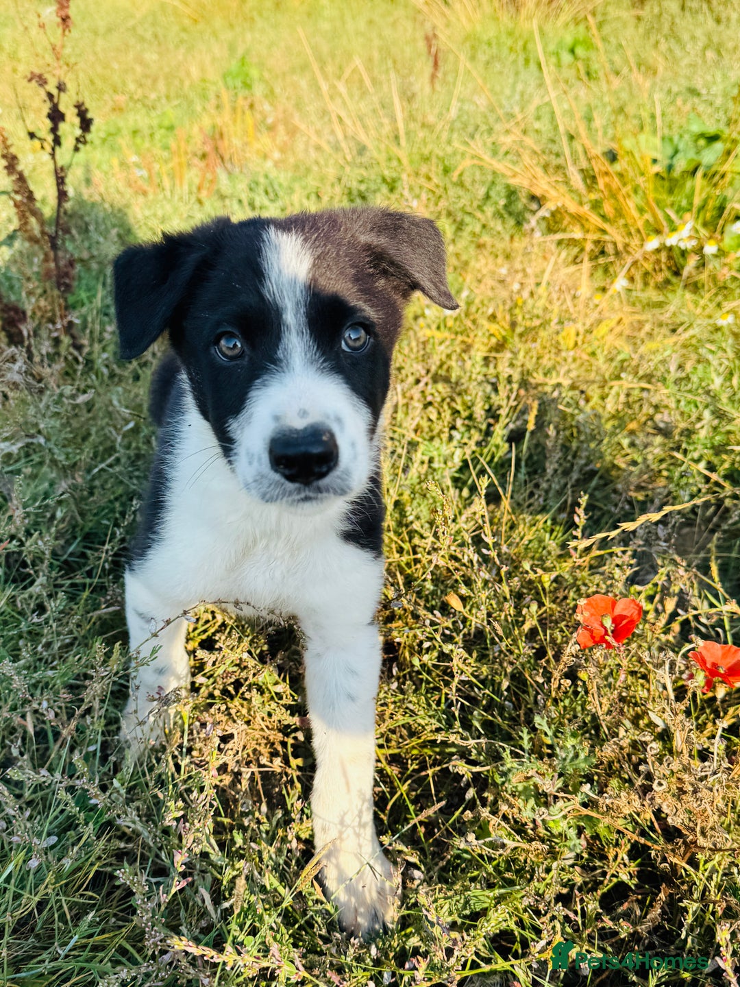 Border Collie dogs for sale: Gorgeous KC reg border collie pups  - Image 6