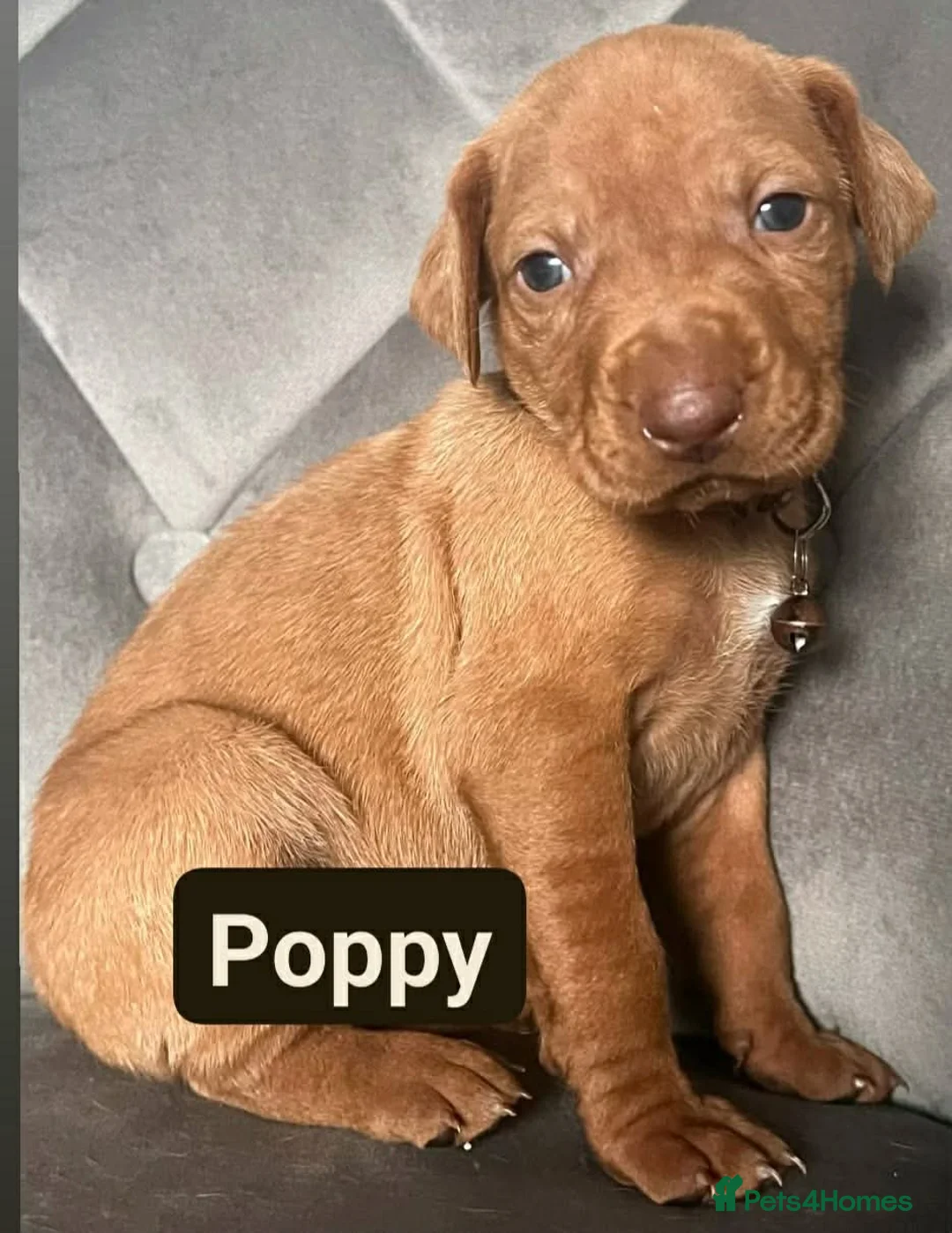 Hungarian Vizsla dogs for sale: Extra Ordinary Beautiful Hungarian Vizsla - Advert 17