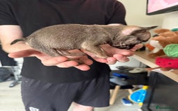 French Bulldog dogs for sale: Frenchie for sale - Image 2