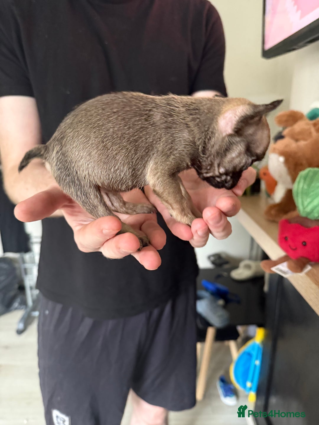 French Bulldog dogs for sale: Frenchie for sale - Image 2