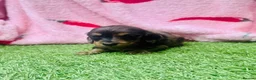 Miniature Dachshund dogs for sale: Long haired miniature dachshund puppies - Advert 5