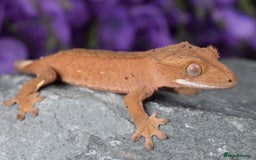 Gecko reptiles for sale: Crested geckos - Advert 8