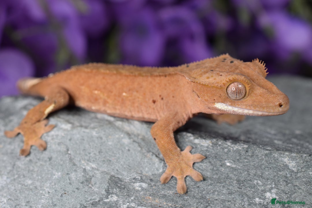 Gecko reptiles for sale: Crested geckos - Advert 8