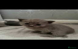 British Shorthair cats for sale: British shorthair kittens  - Image 13