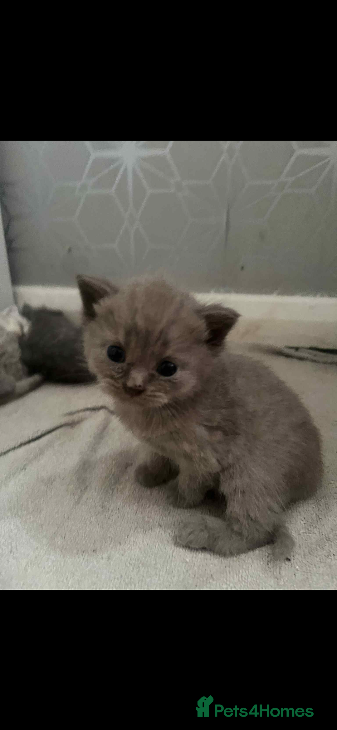 British Shorthair cats for sale: British shorthair kittens  - Image 13