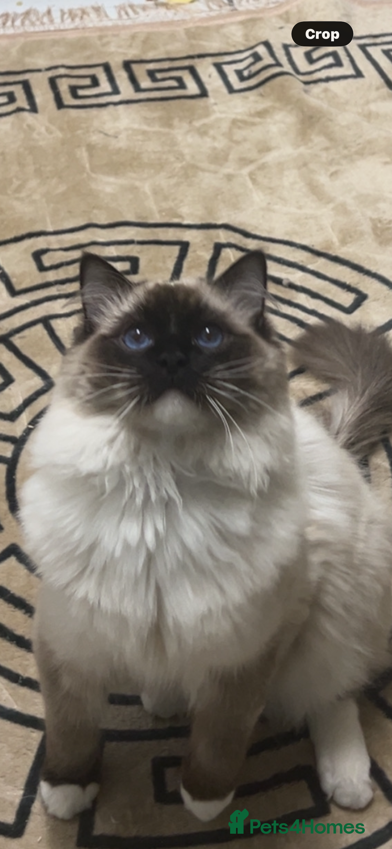 Ragdoll cats Stunning blue eyes Ragdoll stud only  - Advert 2
