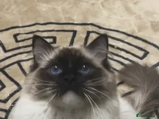 Ragdoll cats Stunning blue eyes Ragdoll stud only - Advert 2