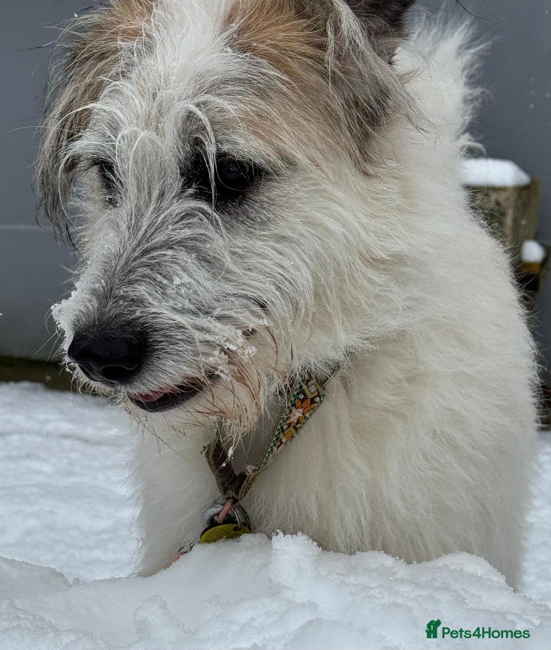 Mixed Breed dogs for adoption: KALLIE-16months, loves dogs/playful/active/rural - Advert 6