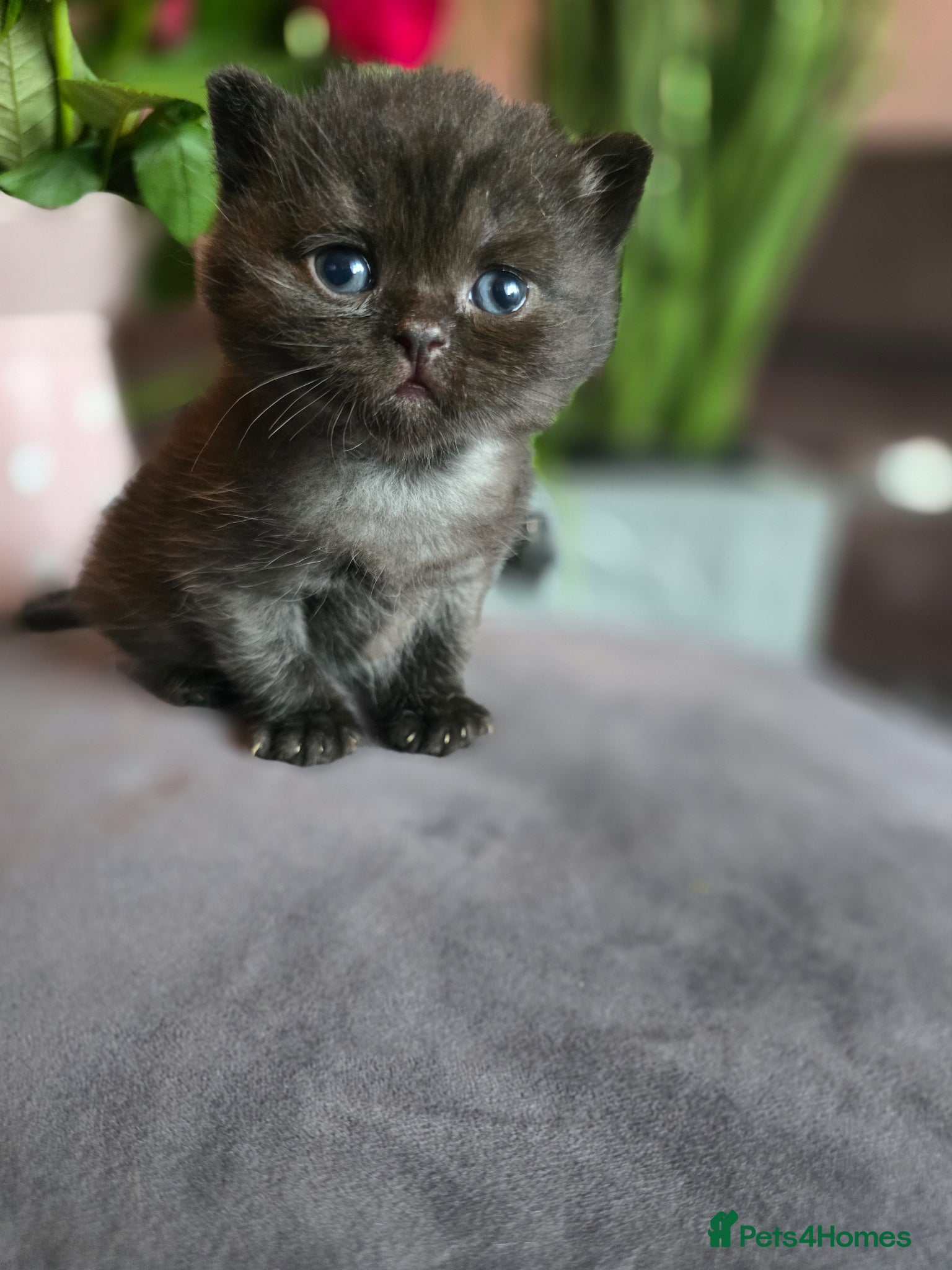 British Shorthair cats Beautiful kittens looking forever home 🏡 😍  - Advert 9
