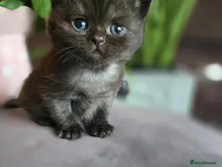 British Shorthair cats Beautiful kittens looking forever home 🏡 😍 - Advert 9