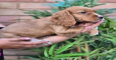 Cocker Spaniel dogs - Advert 4