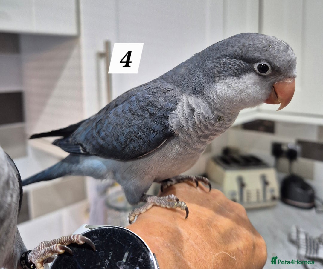 Parrots birds for sale: Handreared baby Quaker parrots Dna tested - Image 4
