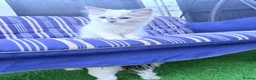 Ragdoll cats for sale: Ragdoll kittens 2 girls 1 boy - Advert 24