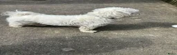 Maltese dogs for sale: Pets name beny in Rotherham - Advert 2