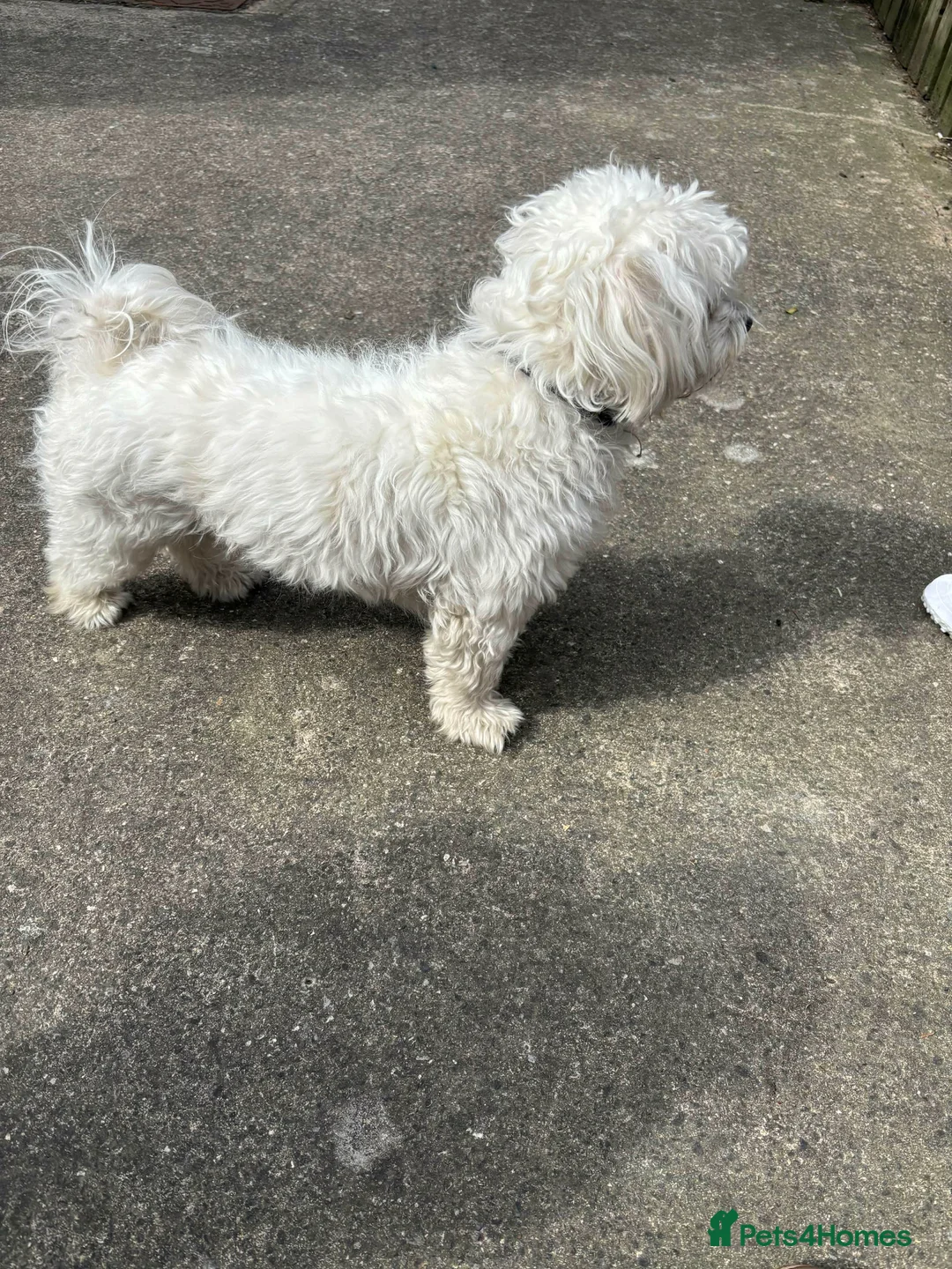Maltese dogs for sale: Pets name beny in Rotherham - Advert 2